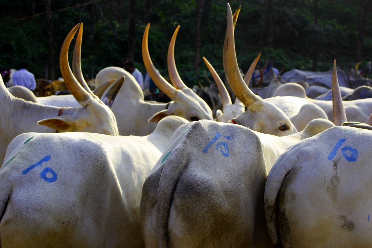 bullock, cattle, india-4067949.jpg