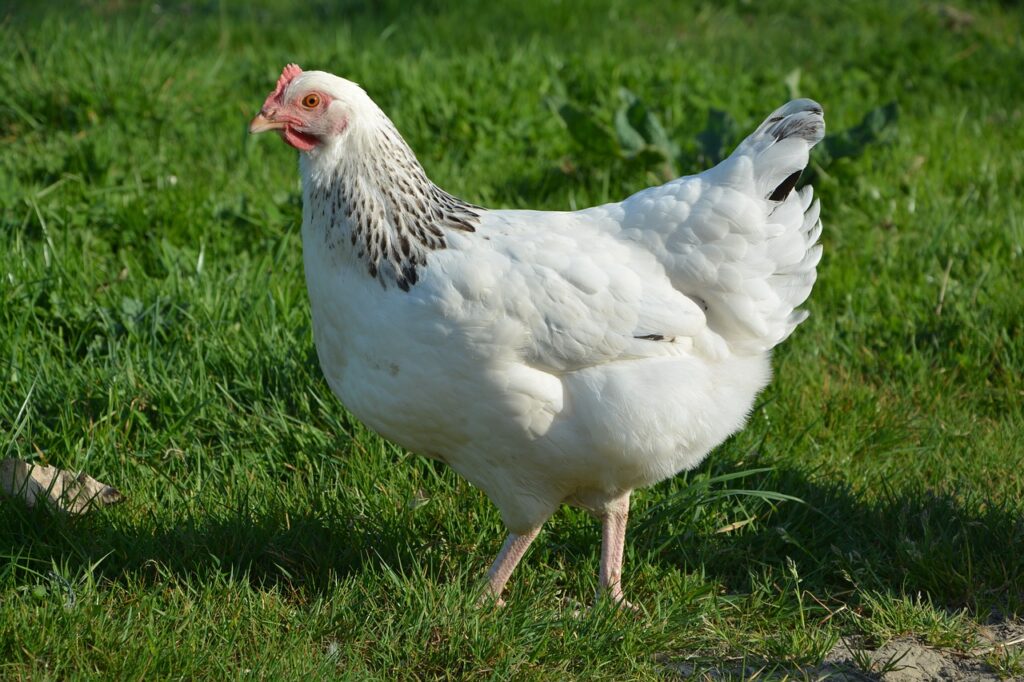 chicken, hen, animal-2220070.jpg