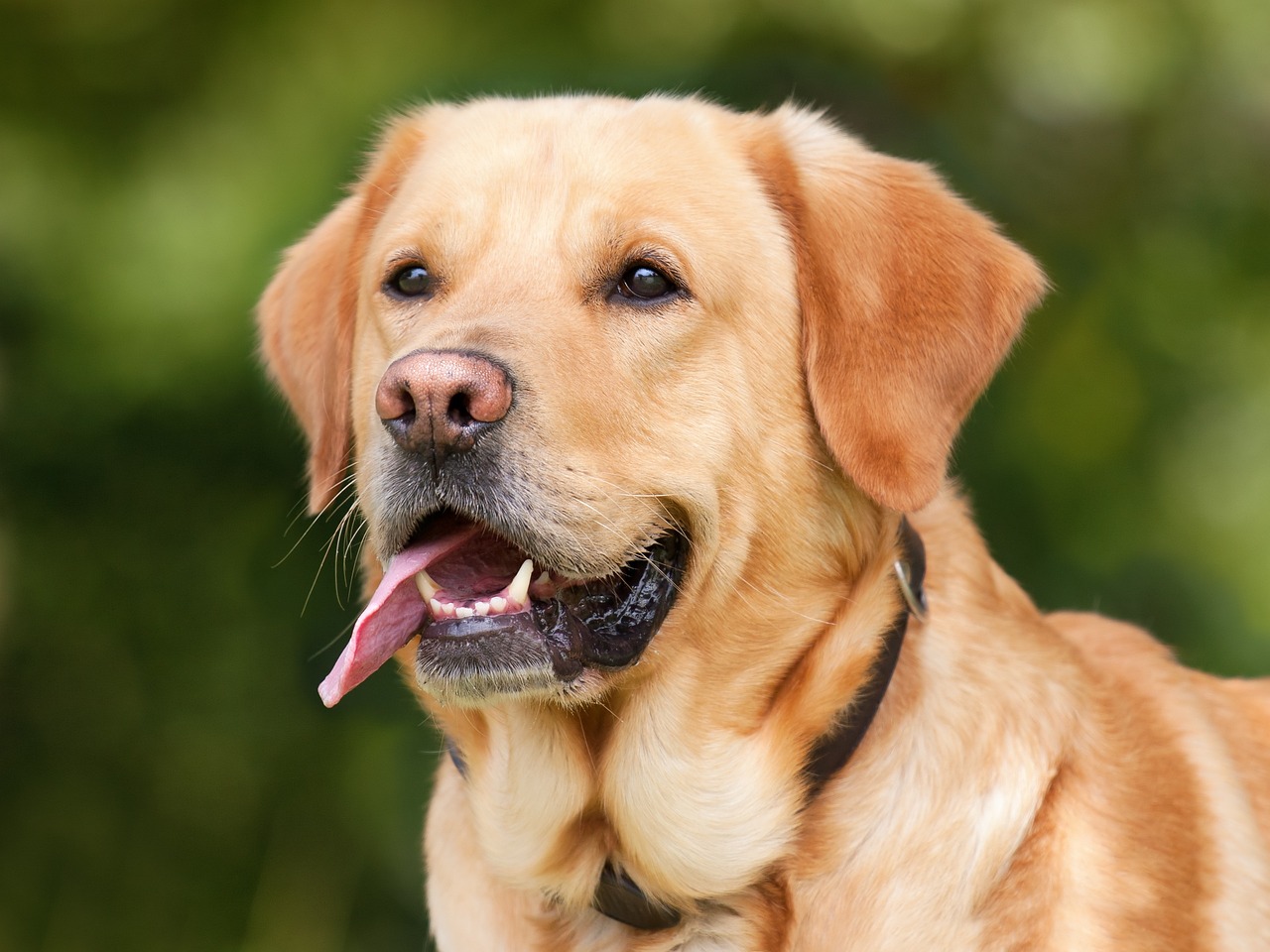 labrador retriever, nature, dog-1210559.jpg